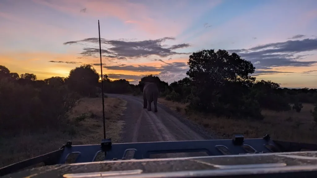 Kenya Travel Experts, Tour Operator Kenya, Safari Company Kenya, Best Kenya Safaris Kenya Safaris, Kenya Safari Tours, East Africa Safaris, Tailor-Made Safari Packages, Wildlife Safaris Kenya