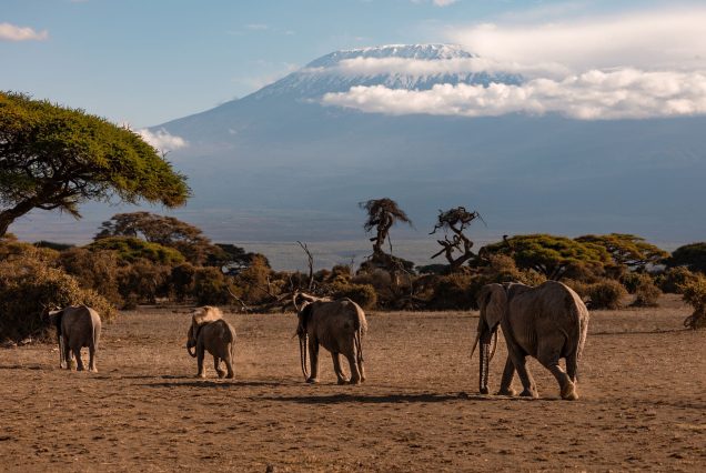 2-Day Amboseli Kilimanjaro Express Safari