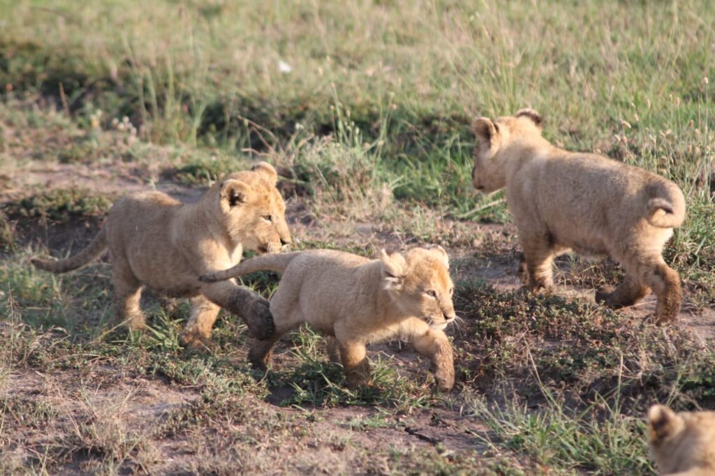 Masai Mara National Reserve The Masai Mara National Reserve is Kenya's most celebrated safari destination and the undisputed highlight of most Kenya tour itineraries. Renowned worldwide for the Great Wildebeest Migration and exceptional Big Five sightings, the Mara delivers some of the finest wildlife viewing on the planet.