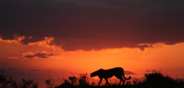 Masai Mara National Reserve