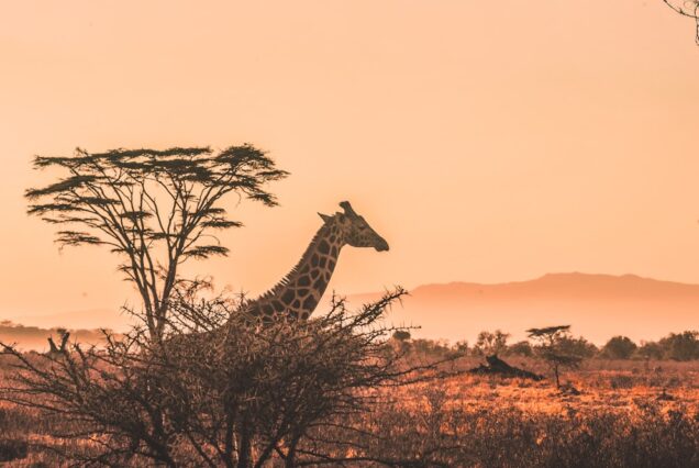 4-Day Masai Mara Luxury Fly-In Safari