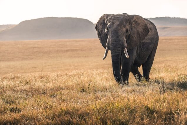 5-Day Masai Mara Private Conservancy Luxury Safari