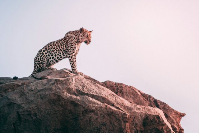 5-Day Samburu & Lake Nakuru Safari