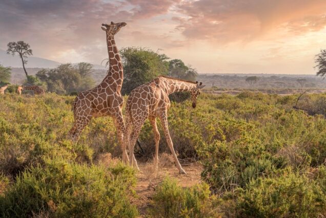 5-Day Samburu & Lake Nakuru Safari