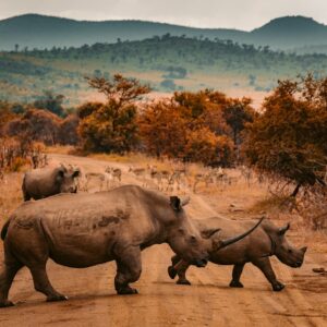 7-Day Classic Kenya Circuit Safari