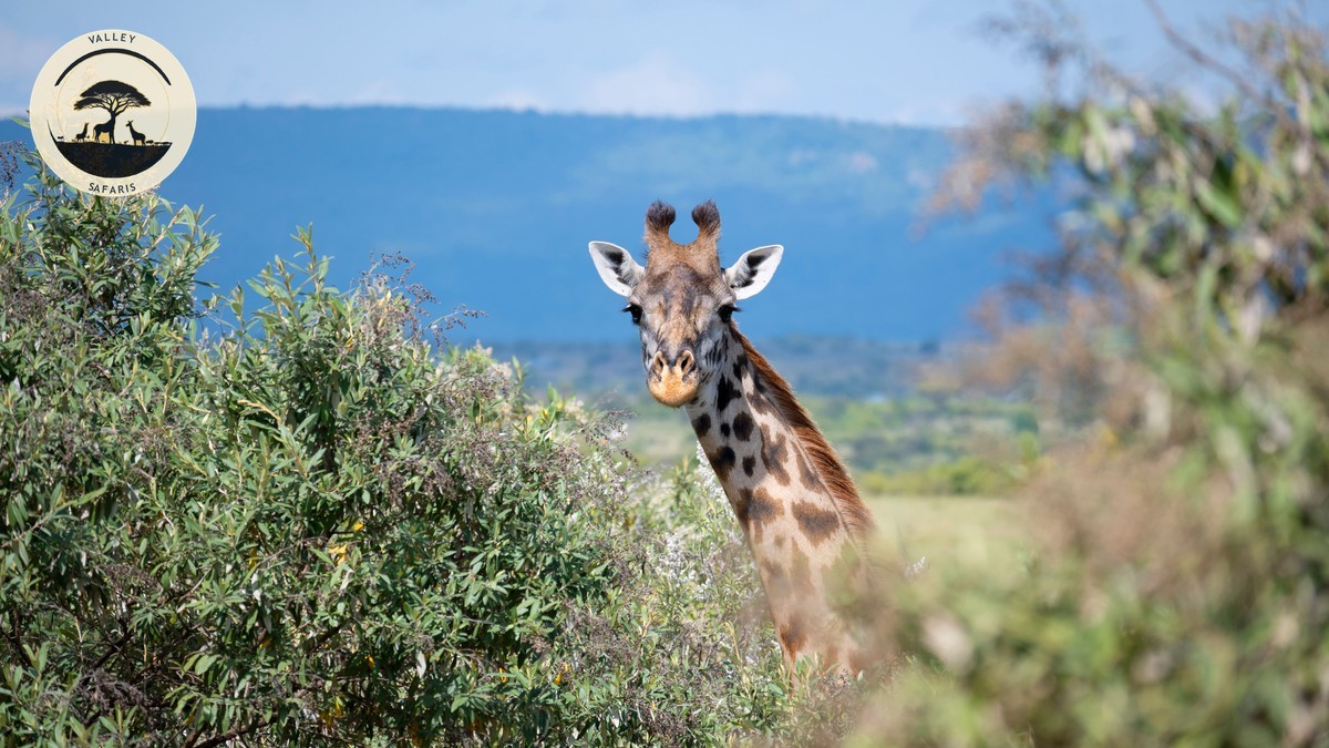 7 Day vs 10 Day Kenya Safari Itinerary Compared
