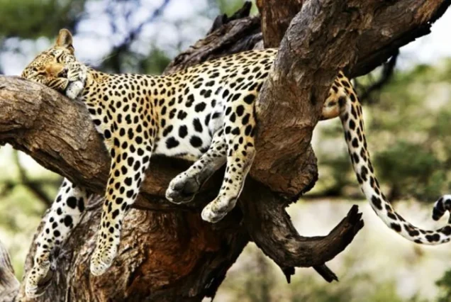 Tsavo East National Park is one of Kenya's oldest and largest national parks, known for its vast open plains, red-dusted elephants, and the dramatic Yatta Plateau, the world's longest lava flow. It offers a true wilderness safari experience away from the busier northern circuit.