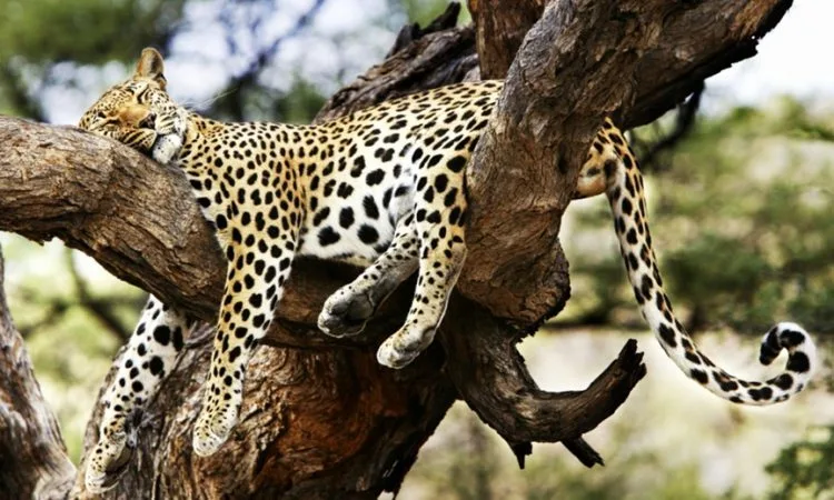 Tsavo East National Park is one of Kenya's oldest and largest national parks, known for its vast open plains, red-dusted elephants, and the dramatic Yatta Plateau, the world's longest lava flow. It offers a true wilderness safari experience away from the busier northern circuit.