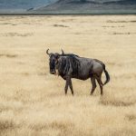 Aberdare National Park Kenya Guide: The Ark & Treetops