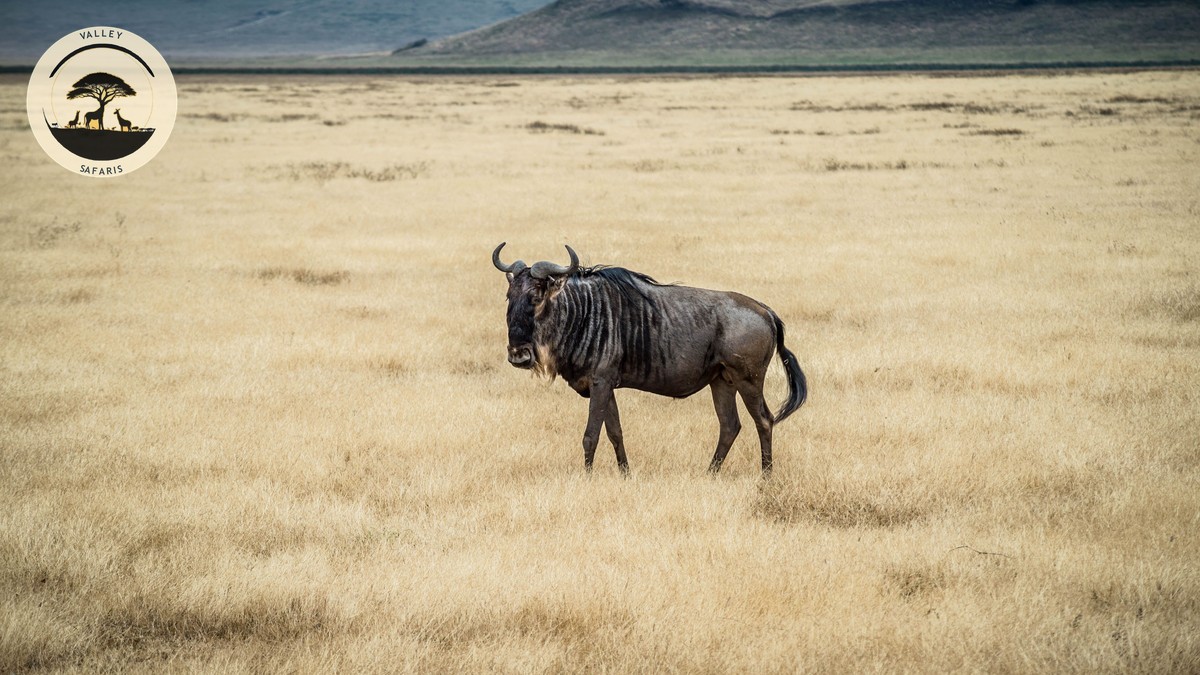 Aberdare National Park Kenya Guide: The Ark & Treetops