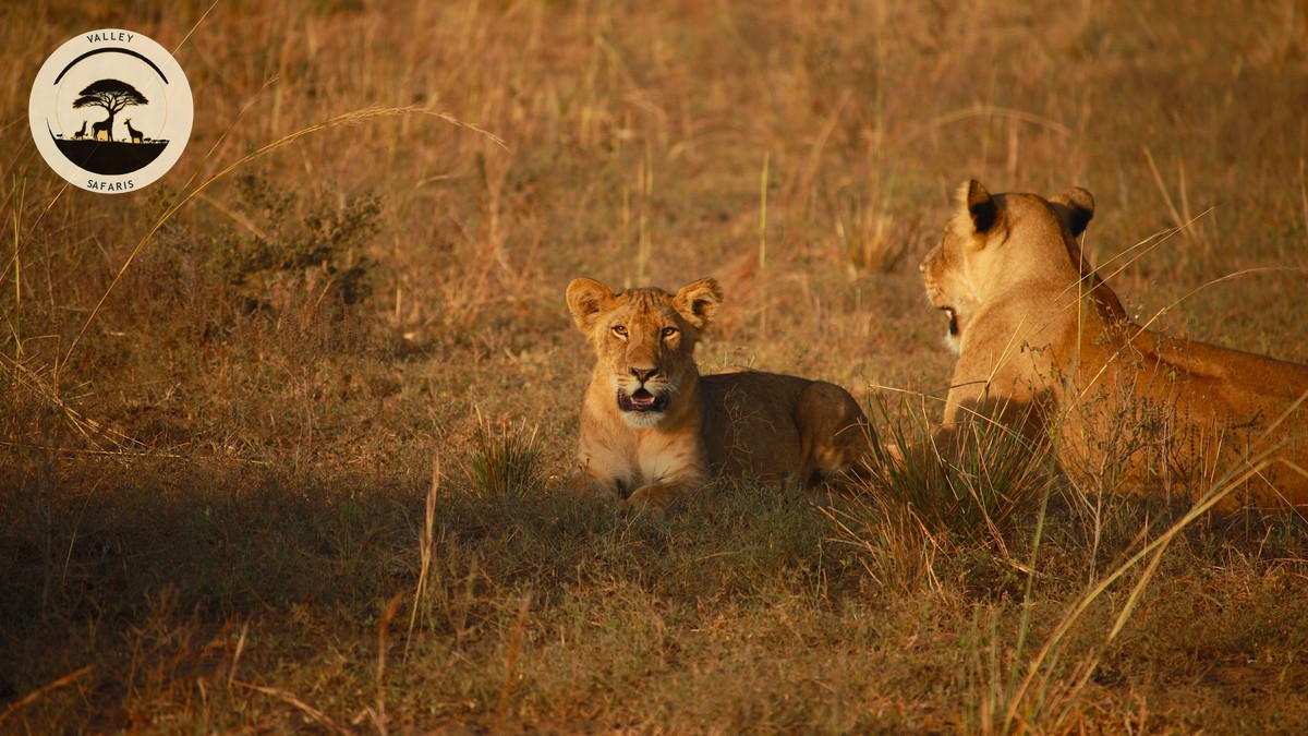 Aberdare National Park Kenya Guide: The Ark & Treetops - photo 1