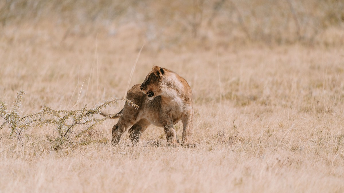 Aberdare National Park Tree Hotel Safari Guide