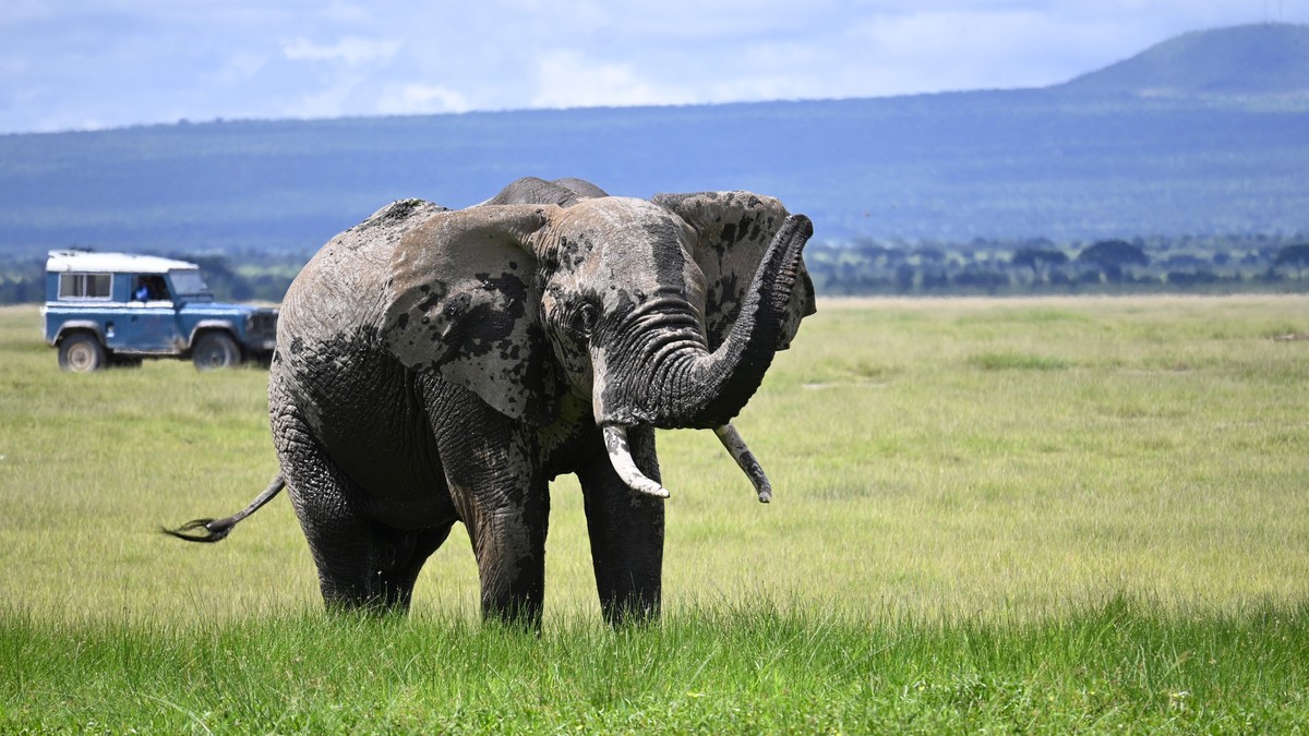 Aberdare National Park Tree Hotel Safari Guide - photo 2