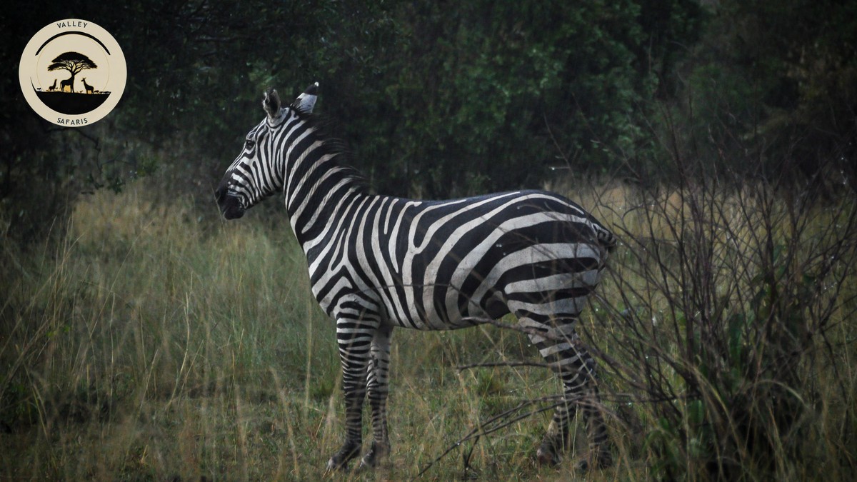 AI Trip Planning Kenya Safari 2026: What Goes Wrong