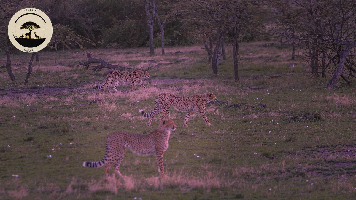 AI Trip Planning Kenya Safari 2026: What Goes Wrong - photo 2