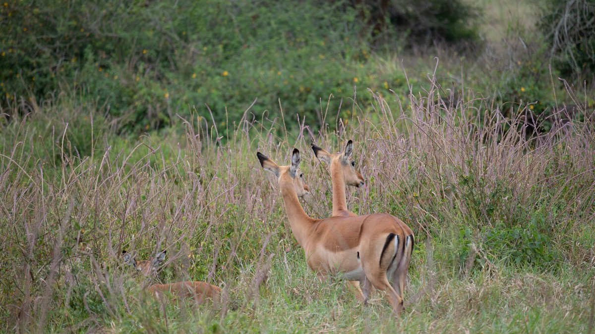 All-Inclusive vs A La Carte Safari Kenya: Real Costs