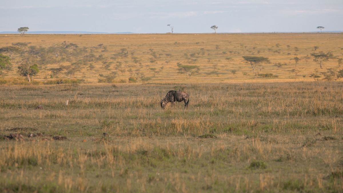 All-Inclusive vs A La Carte Safari Kenya: Real Costs - photo 1