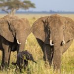 Is an Amboseli Day Trip From Nairobi Worth It?