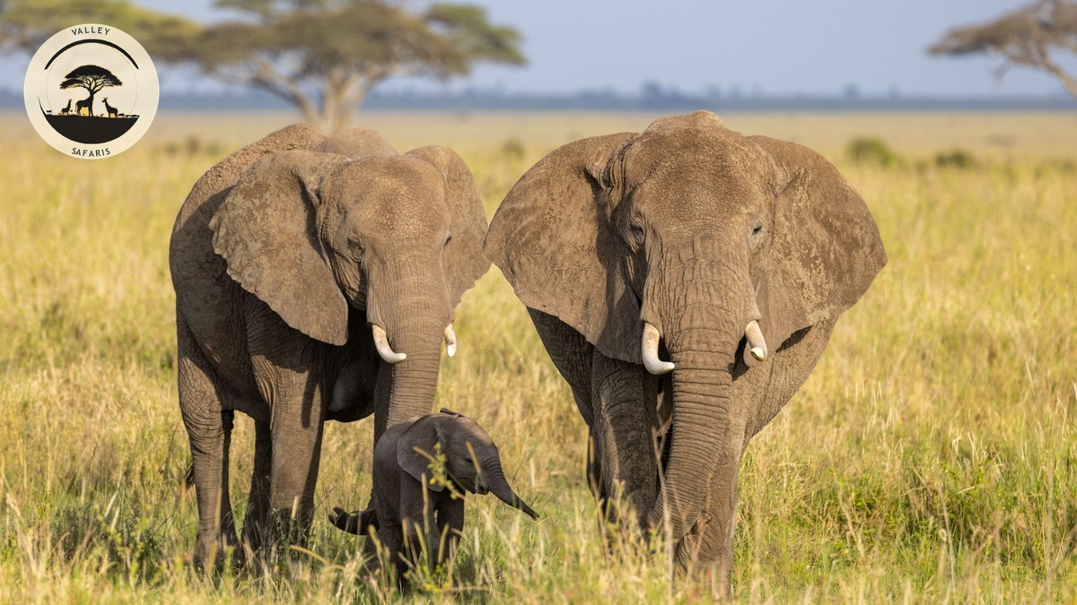 Is an Amboseli Day Trip From Nairobi Worth It?