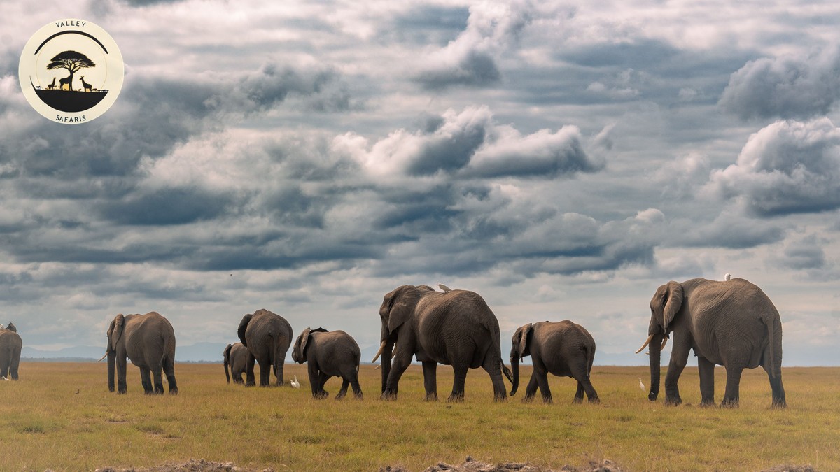 Is an Amboseli Day Trip From Nairobi Worth It? - photo 1