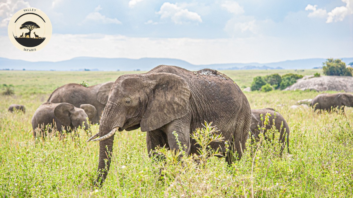 Is an Amboseli Day Trip From Nairobi Worth It? - photo 2