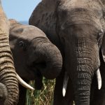 Amboseli National Park Activities Guide (2026)