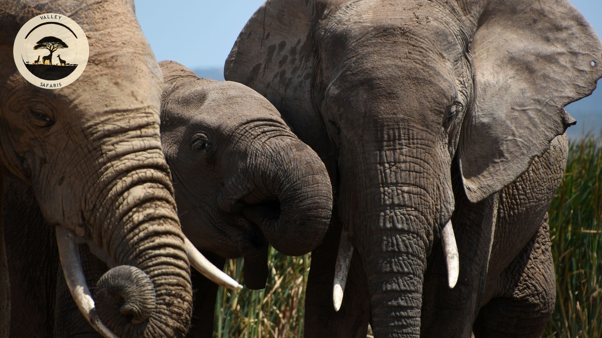 Amboseli National Park Activities Guide (2026)