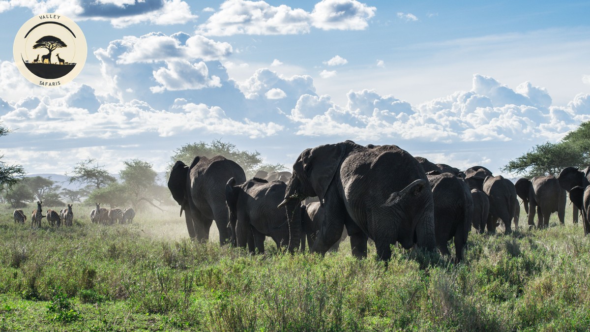 Amboseli National Park Activities Guide (2026) - photo 2