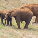 Amboseli National Park Entrance Fees 2026