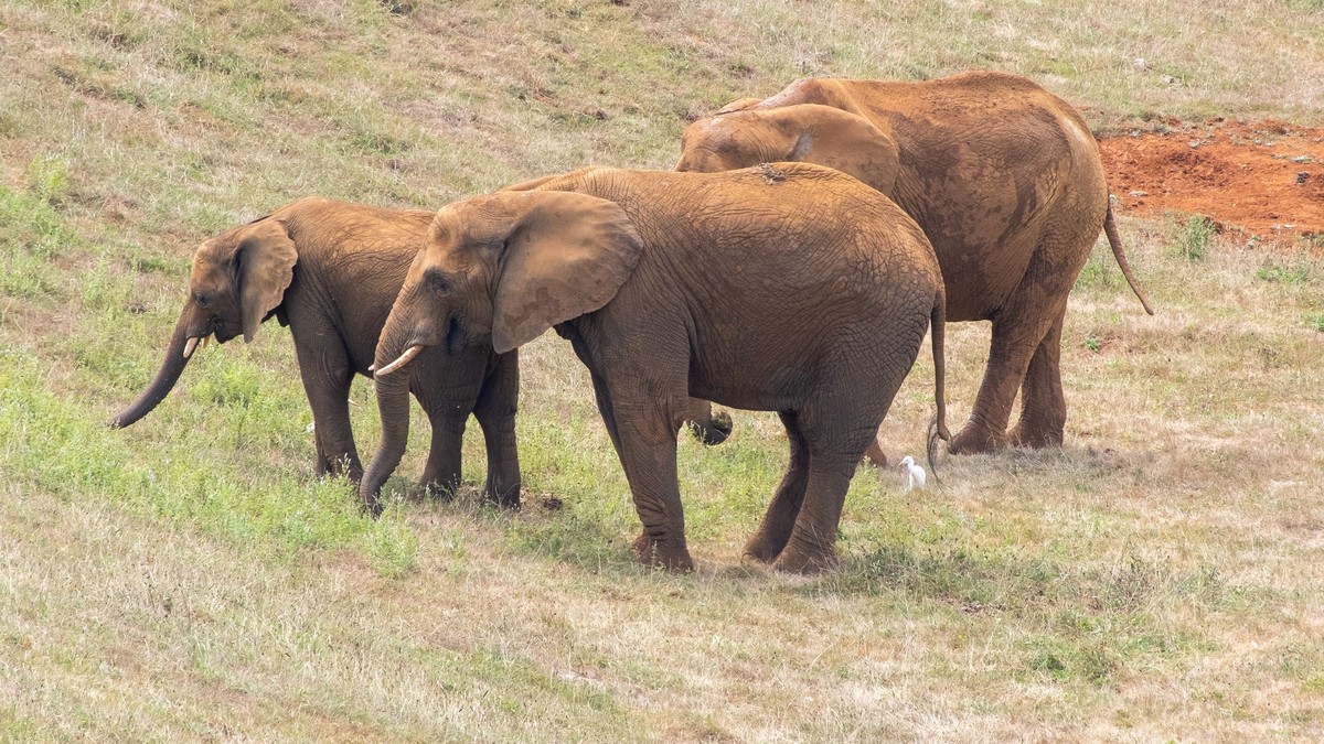 Amboseli National Park Entrance Fees 2026
