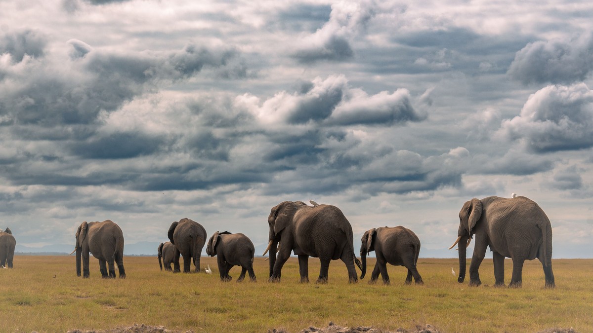 Amboseli National Park Entrance Fees 2026 - photo 1