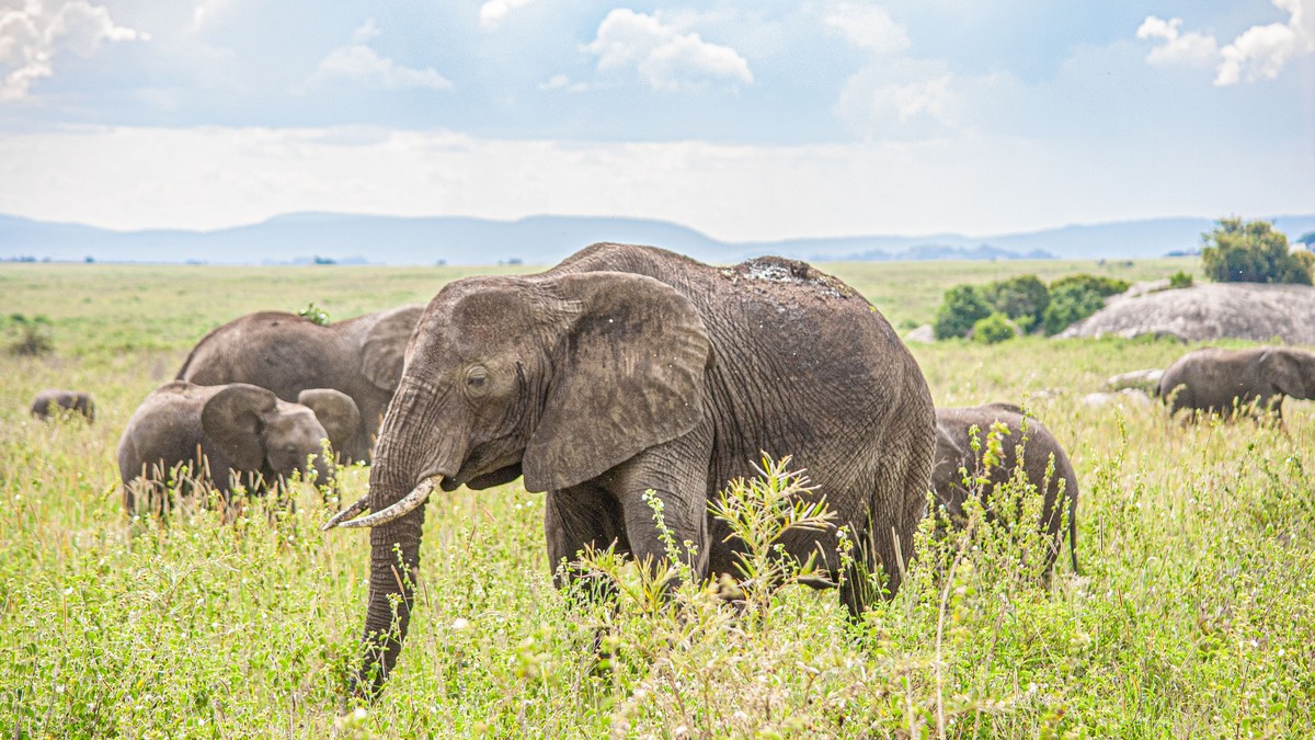 Amboseli National Park Entrance Fees 2026 - photo 2