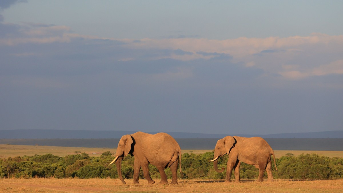 Amboseli Super Tusker Elephants Safari: Where to Go