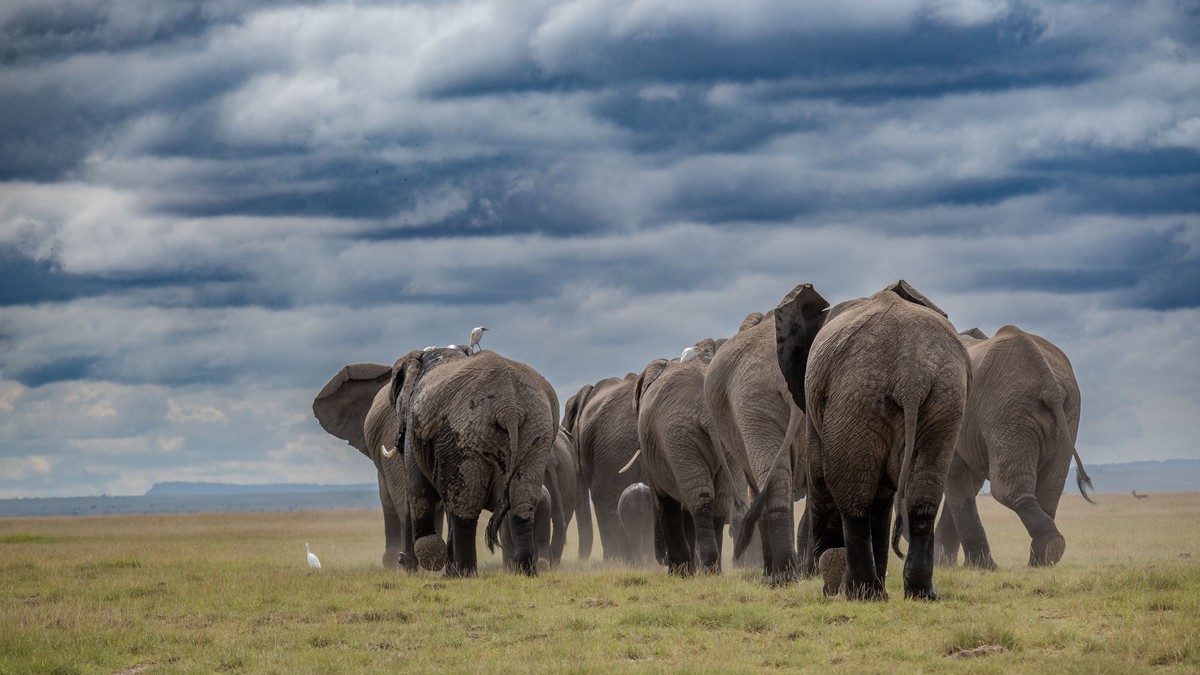 Amboseli Super Tusker Elephants Safari: Where to Go - photo 1