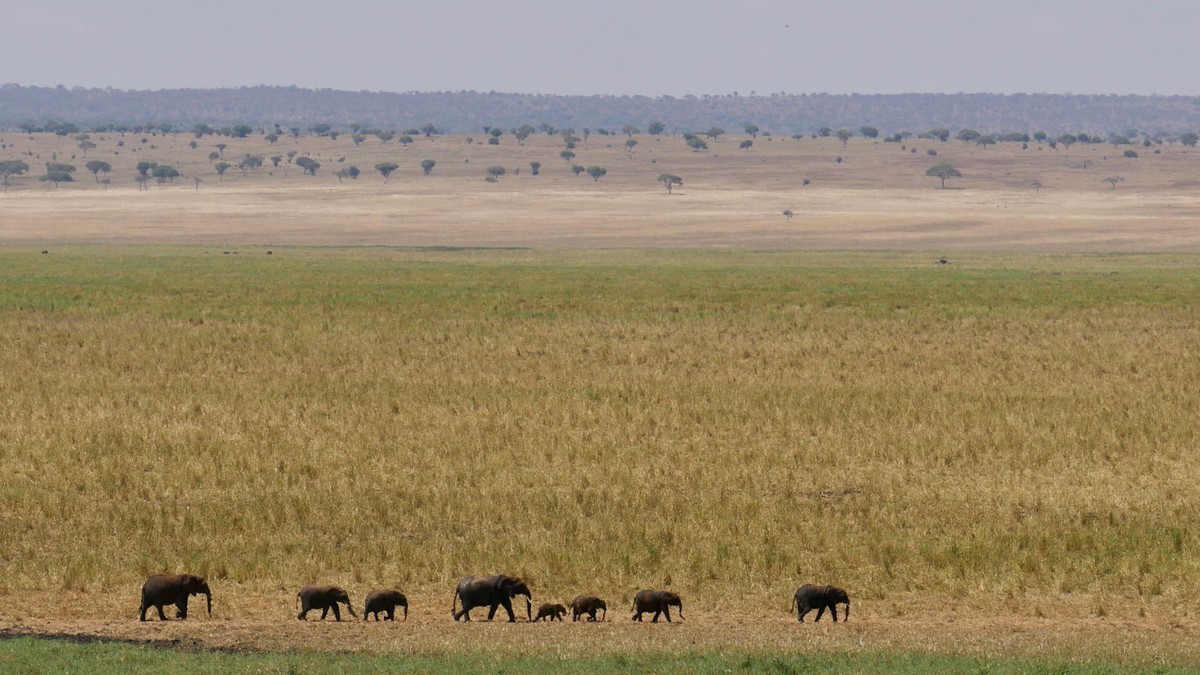 Amboseli Super Tusker Elephants Safari: Where to Go - photo 2