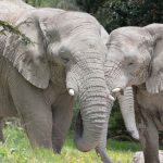 Amboseli vs Samburu Safari: How to Pick Your Park