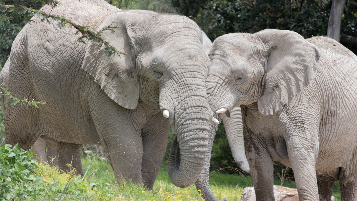 Amboseli vs Samburu Safari: How to Pick Your Park
