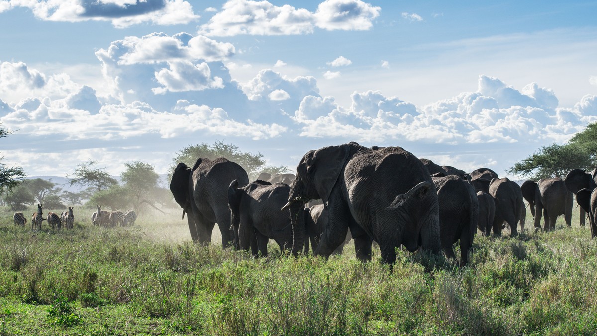 Amboseli vs Samburu Safari: How to Pick Your Park - photo 2