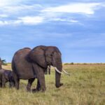 Amboseli vs Tsavo Safari Comparison: Which Wins?