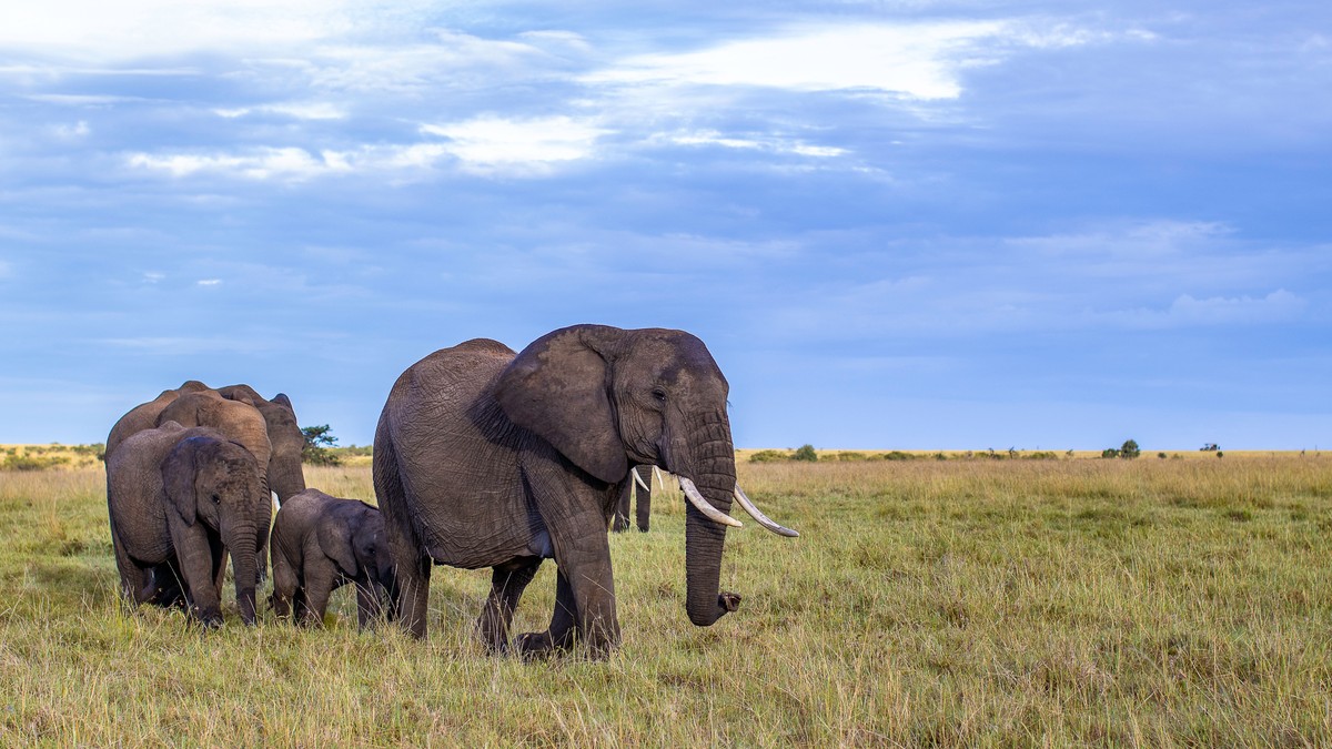Amboseli vs Tsavo Safari Comparison: Which Wins?