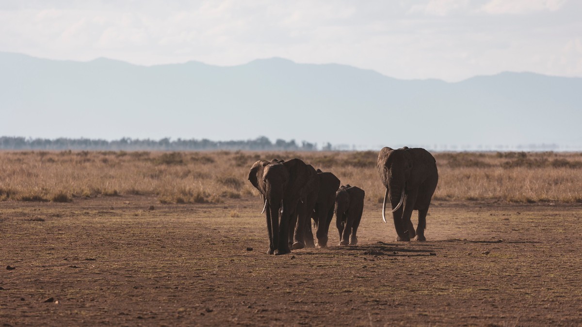 Amboseli vs Tsavo Safari Comparison: Which Wins? - photo 1