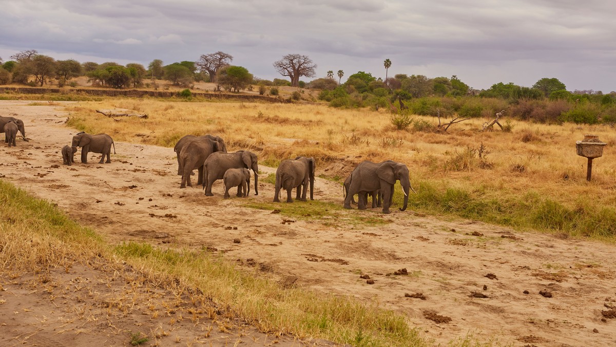 Amboseli vs Tsavo Safari Comparison: Which Wins? - photo 2