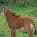 Anti-Poaching Ranger Day Experience: Kenya Safari Guide
