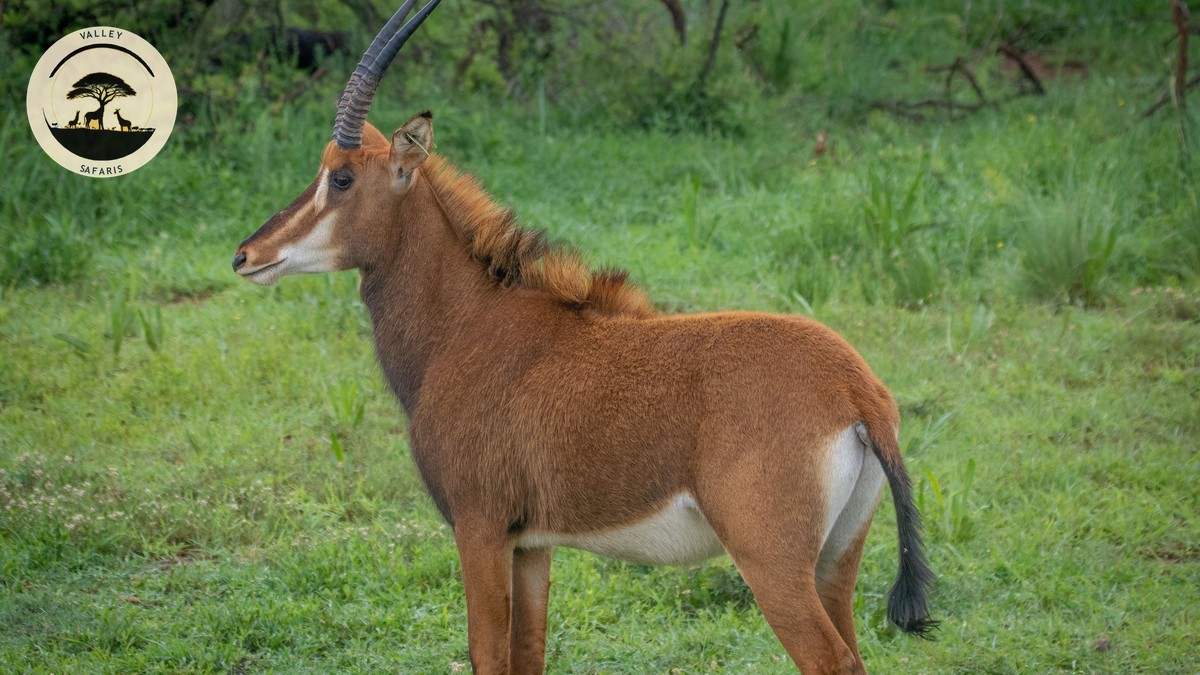 Anti-Poaching Ranger Day Experience: Kenya Safari Guide