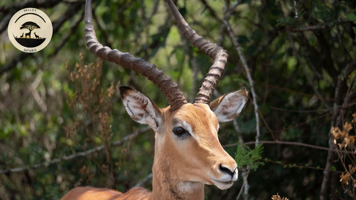 Anti-Poaching Ranger Day Experience: Kenya Safari Guide - photo 2