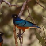 Arabuko Sokoke Forest Birdwatching Safari Guide
