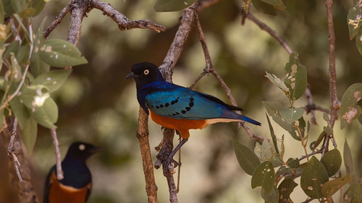 Arabuko Sokoke Forest Birdwatching Safari Guide