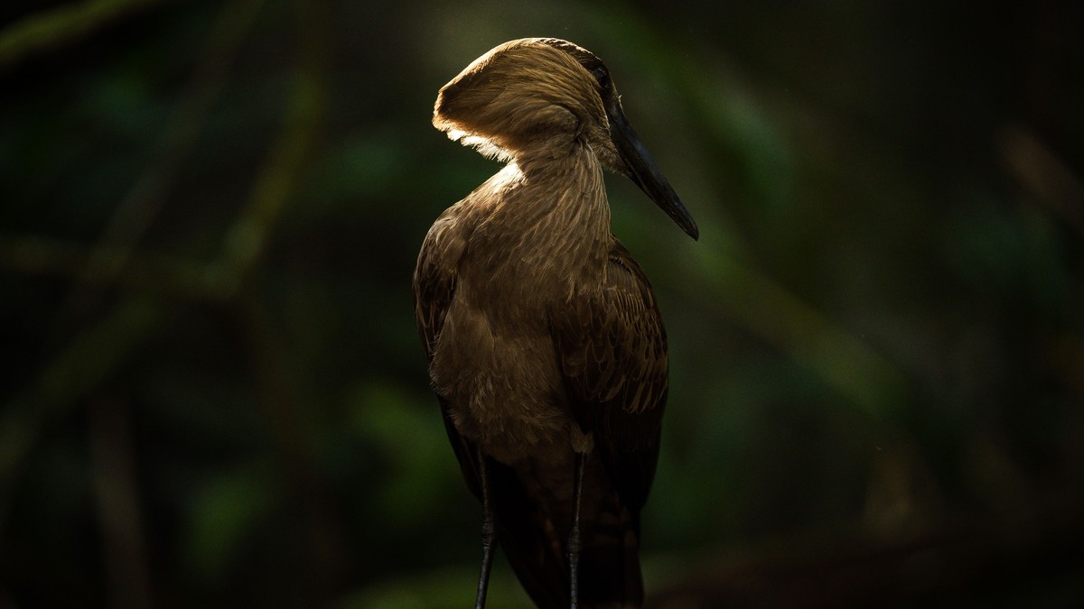 Arabuko Sokoke Forest Birdwatching Safari Guide - photo 2