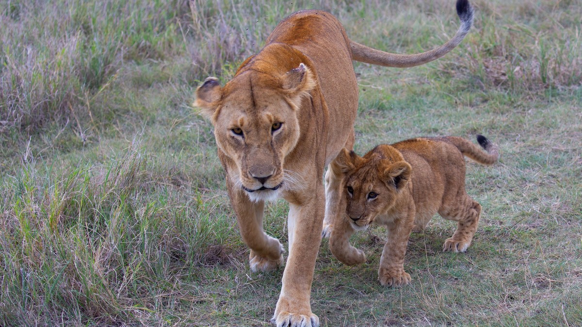 Are Big Five Sightings Guaranteed on a Kenya Safari?