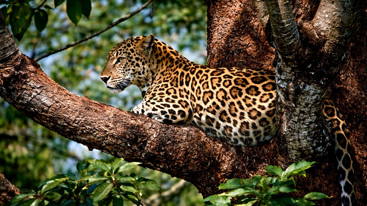 Are Big Five Sightings Guaranteed on a Kenya Safari? - photo 1